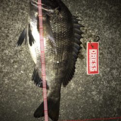 タコ釣り撃沈後の夜釣り