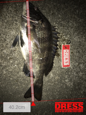 タコ釣り撃沈後の夜釣り