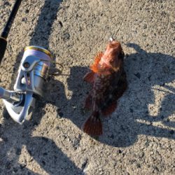 マゴチ釣れました！