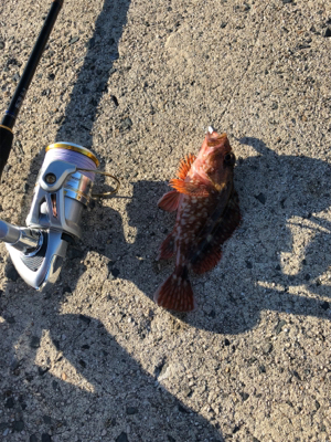 マゴチ釣れました！