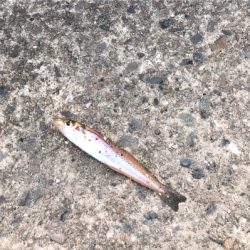 よーやくまとまった釣果キス