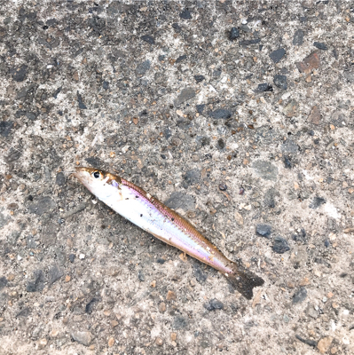 よーやくまとまった釣果キス