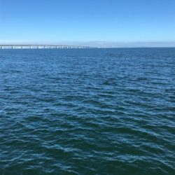 やっぱり楽しいチヌ釣り