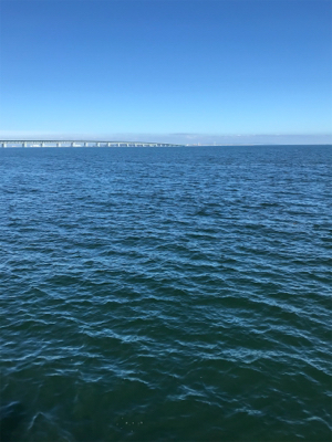 やっぱり楽しいチヌ釣り