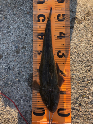 ちょい投げと泳がせ釣り