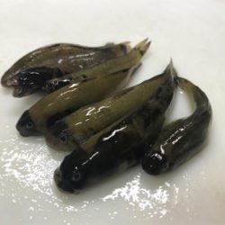 仙台堀川公園でハゼ釣り