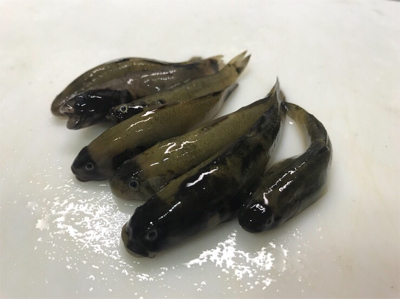 仙台堀川公園でハゼ釣り