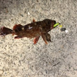 ガシラのあたり多し！