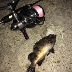 アジを求めて初大阪釣行へ