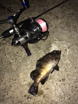 アジを求めて初大阪釣行へ