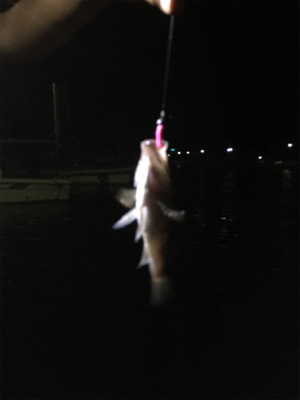 アジングのはずが・・・