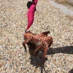 今日は渋かった