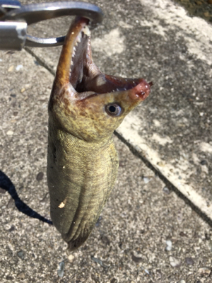 モンスターハント！！！！