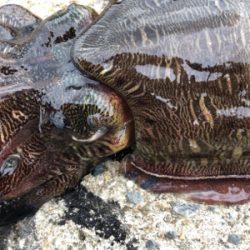 夏イカエギング