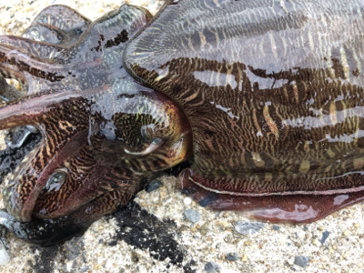 夏イカエギング