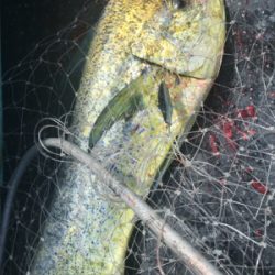 キハダ キャスティング ジギング