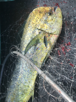 キハダ キャスティング ジギング