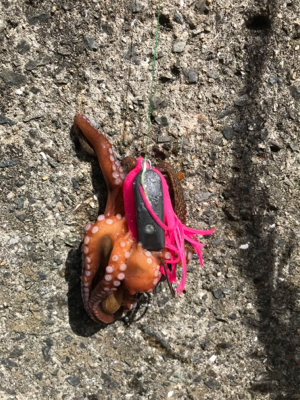 昨日のリベンジ