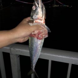 久しぶりに釣行！！サバ釣り