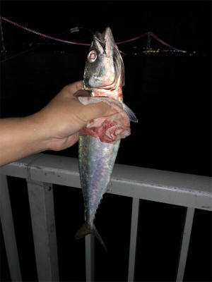 久しぶりに釣行！！サバ釣り