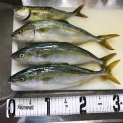 朝まづめ ショアジギ