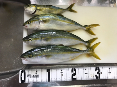 朝まづめ ショアジギ