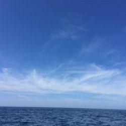 久々にヒラマサ！