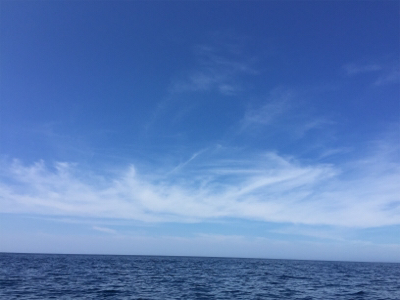 久々にヒラマサ！