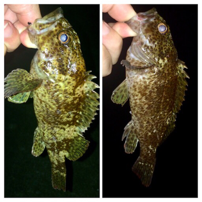 アジングのち大物1人