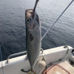 真夏のマイボート 釣行