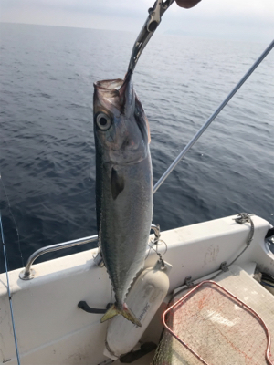 真夏のマイボート 釣行