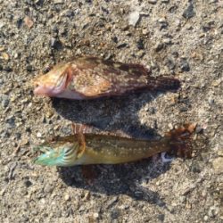 まぁまぁ釣れました