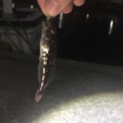 なかなかのアジ