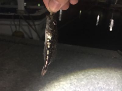 なかなかのアジ