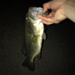 夜釣りと野池にて