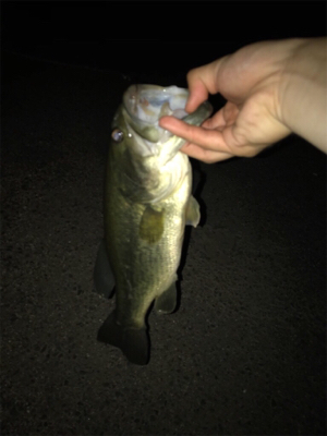 夜釣りと野池にて