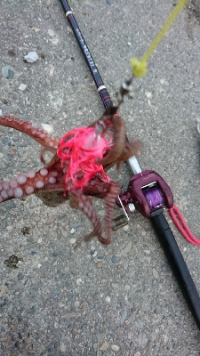 今朝は涼しかったよー