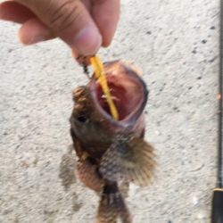 早朝ガシリング