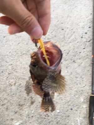 早朝ガシリング