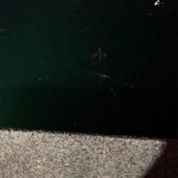 ナイトアジング