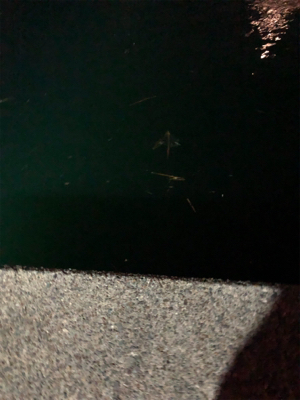 ナイトアジング