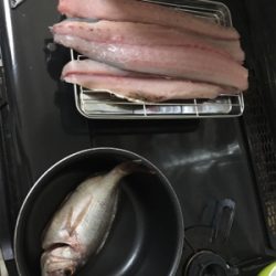 初ペンペンペンペンシイラ