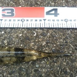 阿南市でマゴチ