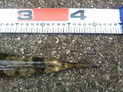 阿南市でマゴチ