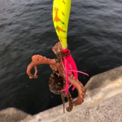 タコ タコ タコ