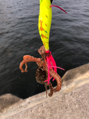 タコ タコ タコ