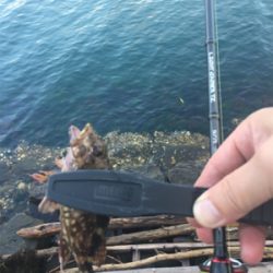 オールリリース