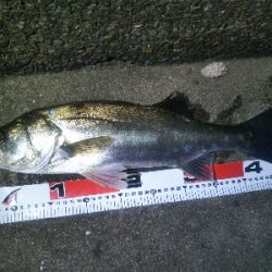 河口でシーバス