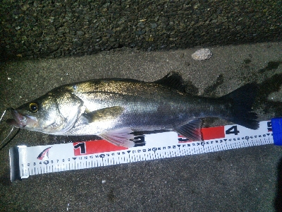 河口でシーバス