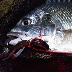 チニング遂にキター